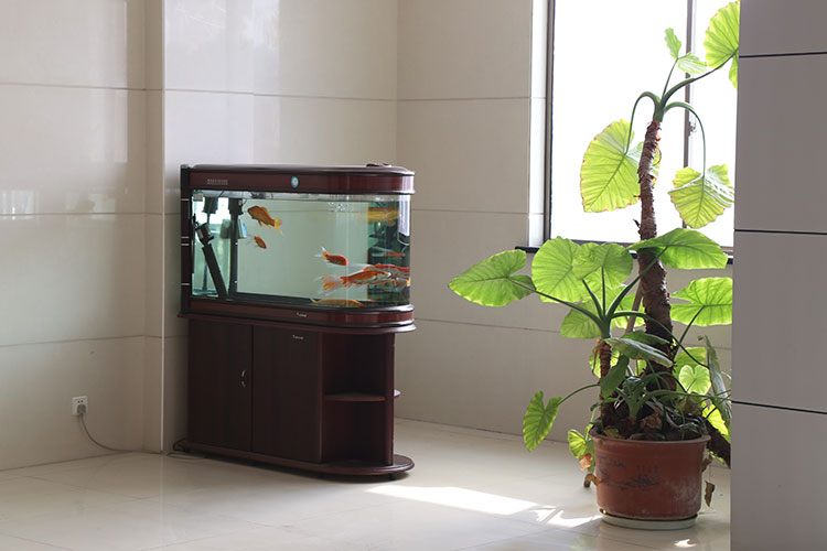 一角的金魚